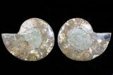 Cut & Polished Ammonite Fossil - Agatized #72927-1